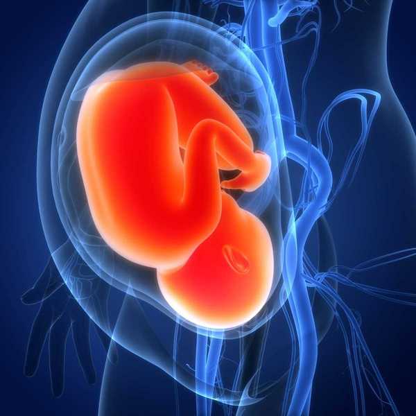 3D illustration depicting fetus in the womb