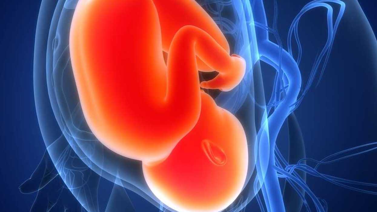 3D rendering of a developing fetus