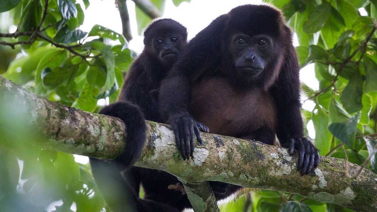 Microplastics found in Mexican howler monkeys living in a…