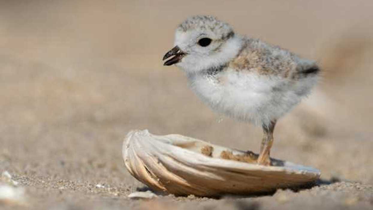 A baby sandpiper standing in a seashell on a beach