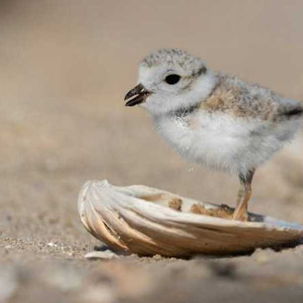 A baby sandpiper standing in a seashell on a beach