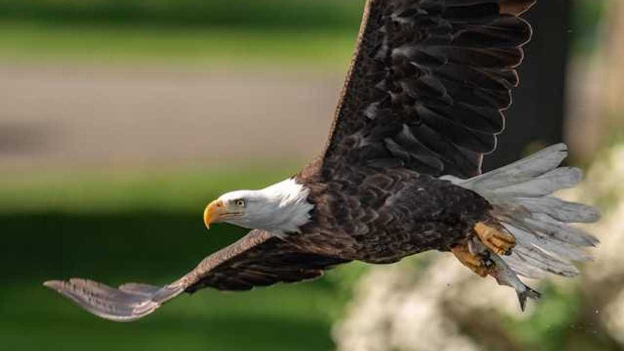 A bald eagle flying through the air