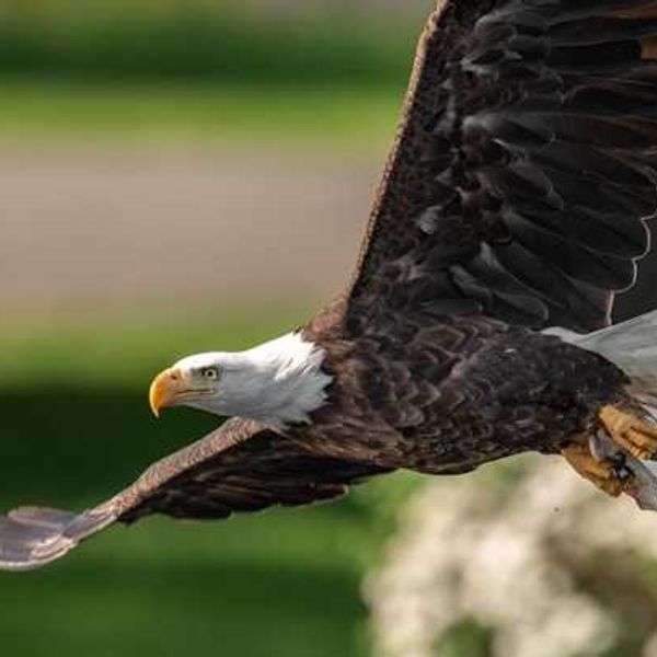 Bald eagles help scientists map ‘forever chemicals’ in the Great Lakes region