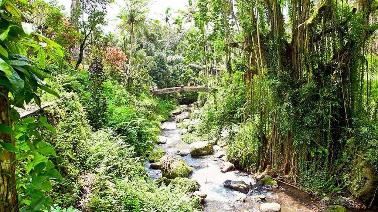 A Bali stream flowing through a forest