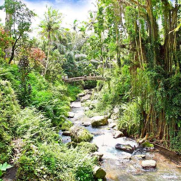 A Bali stream flowing through a forest