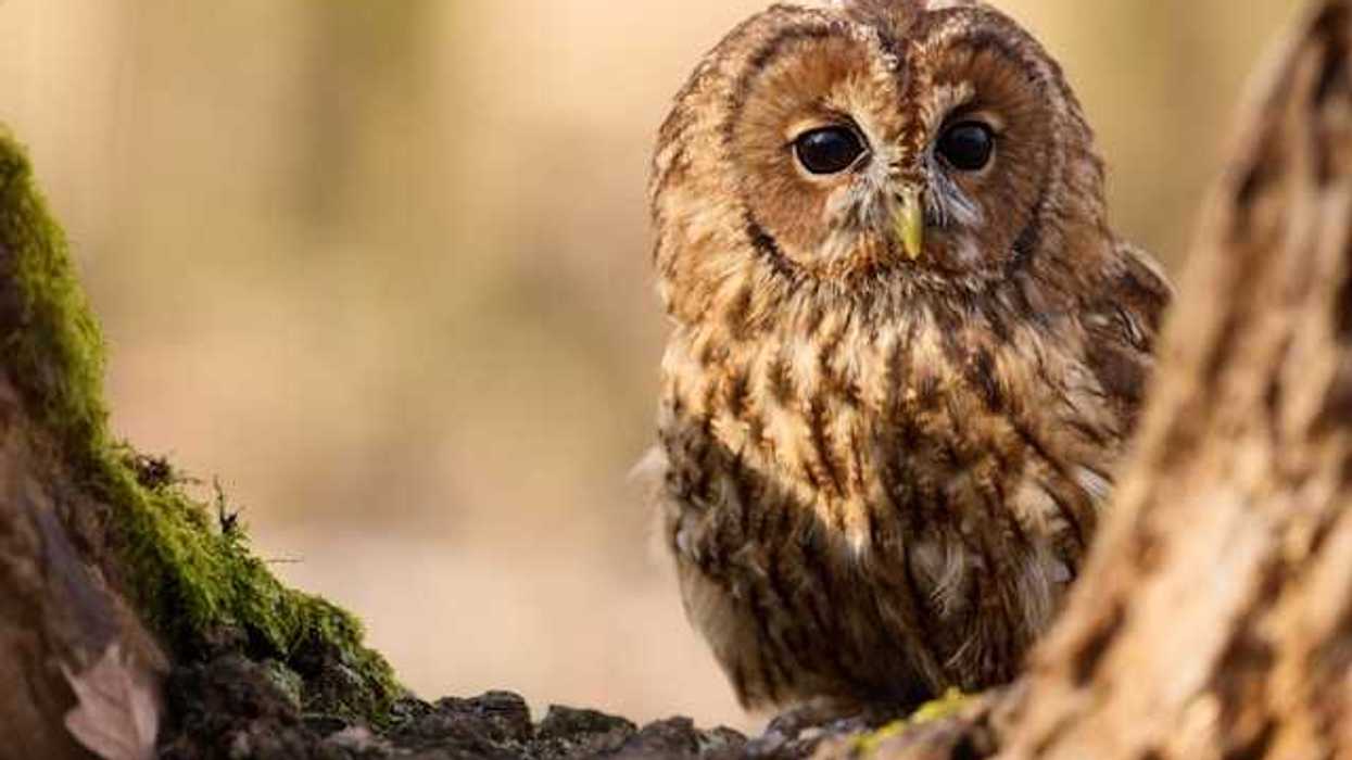 A barn owl sitting on a tree looking into the camera