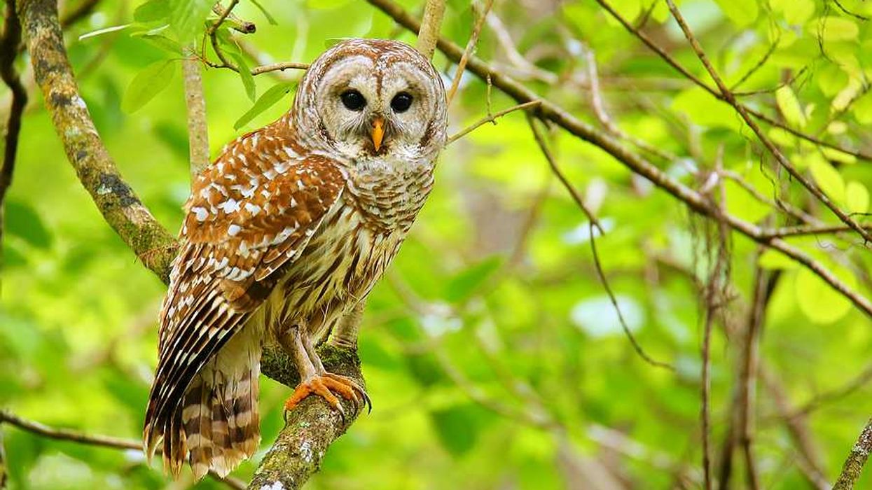A barred owl sitting on a branch