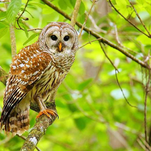A barred owl sitting on a branch