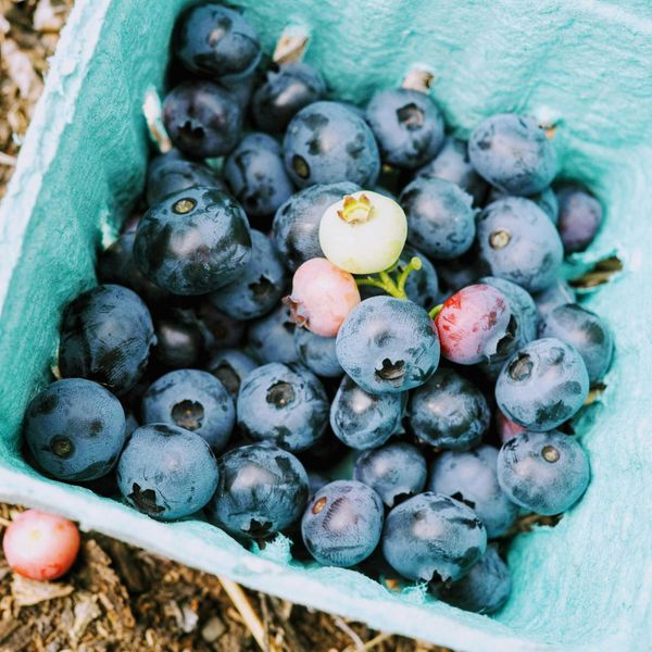 a basket of blueberries.