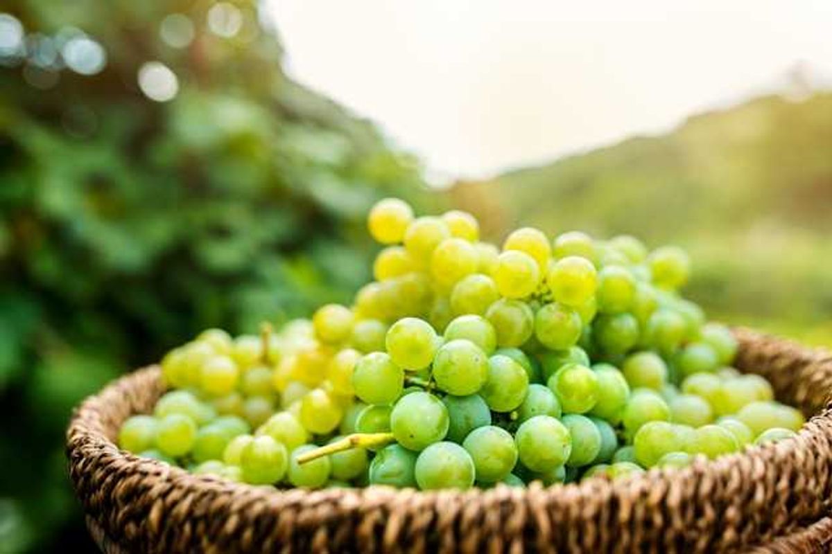 Record-early champagne harvest highlights climate change impact on French vineyards