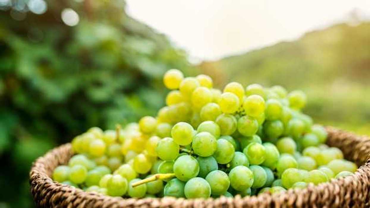 A basket of green grapes with vines in the background