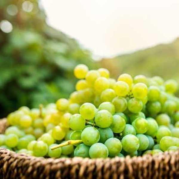 A basket of green grapes with vines in the background