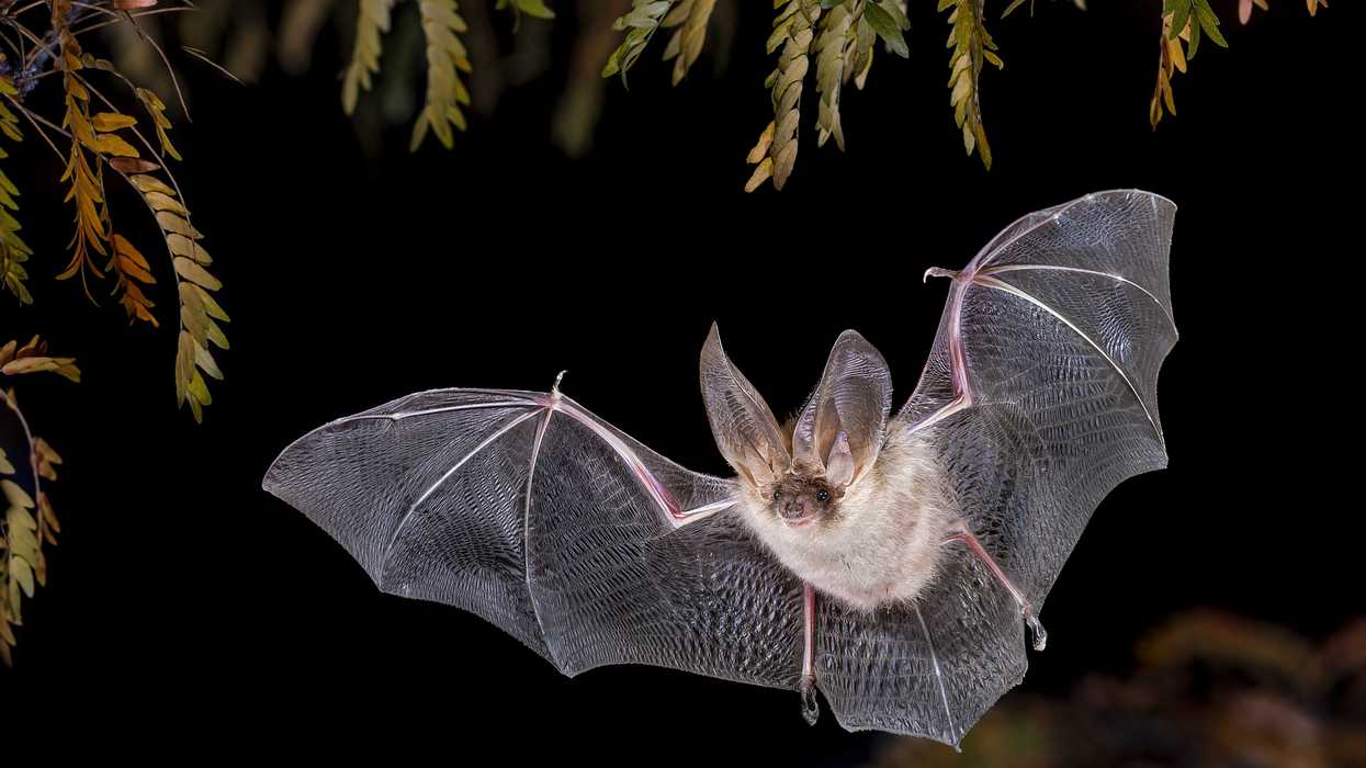 A bat flies at night