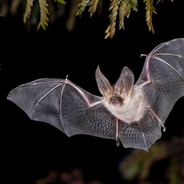 A bat flies at night