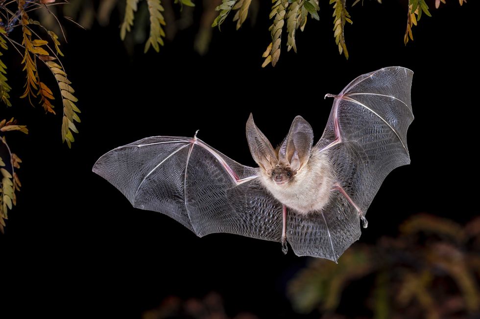 Study Finds Wireless EMF Radiation Exposure Disrupts Bat Behavior for Hours