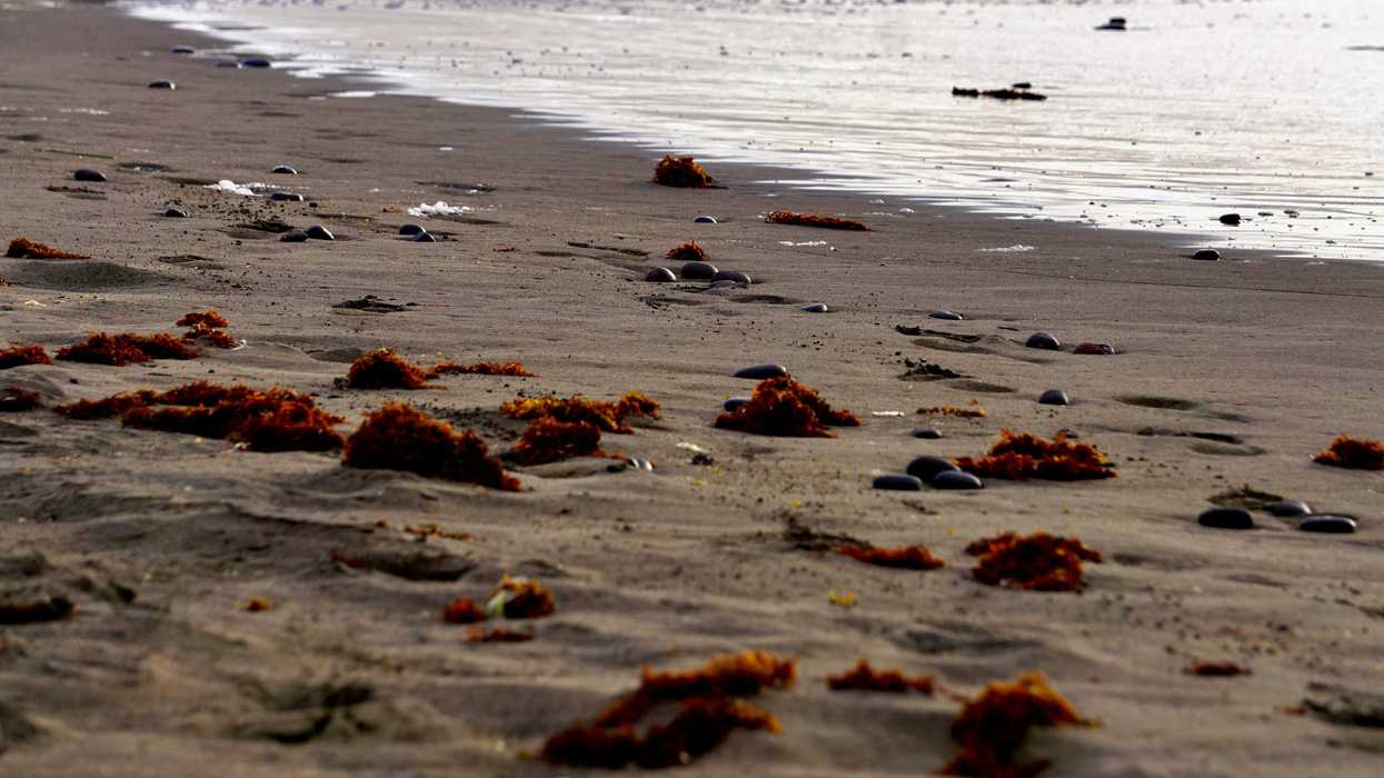 a beach with rocks, seeweed clumps and water.