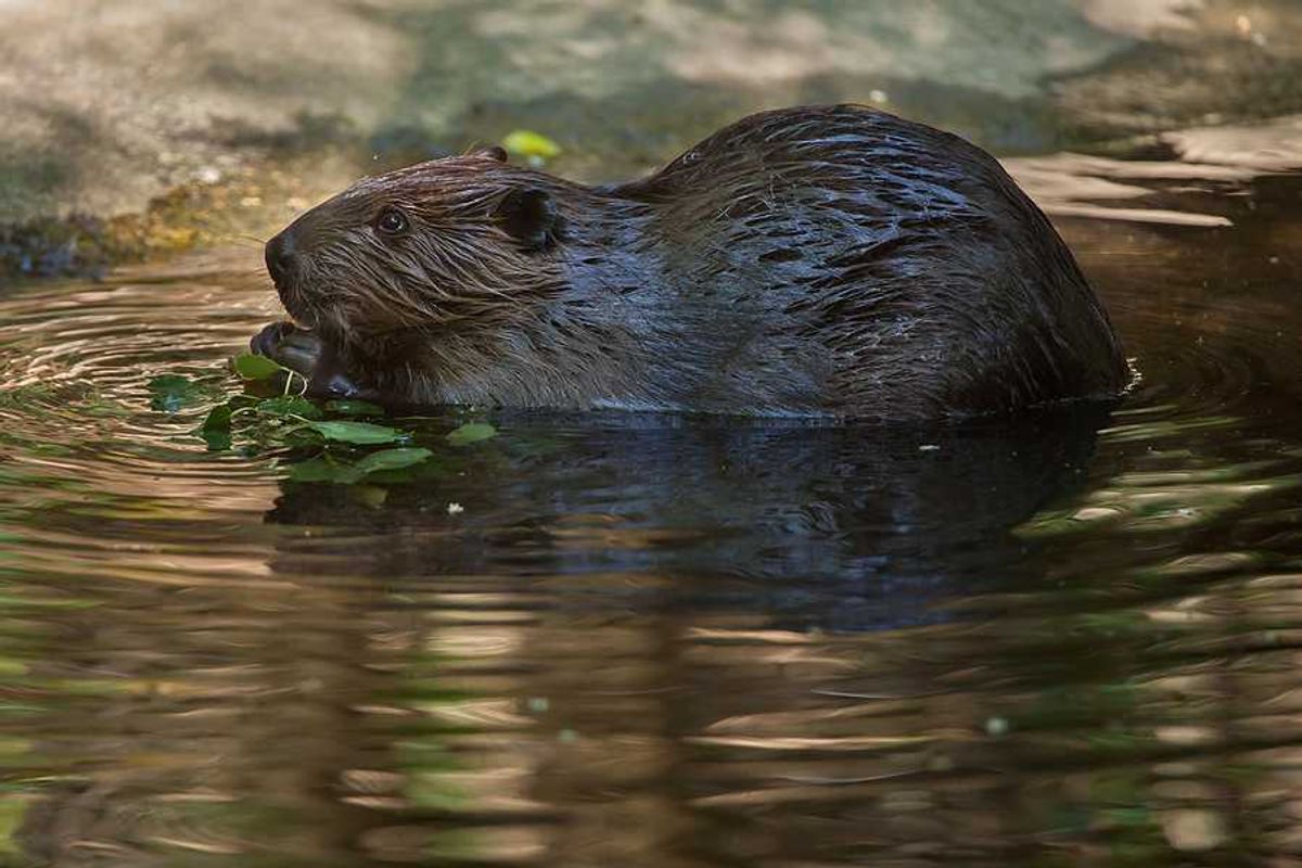 Beavers help heal watersheds in drought-stricken US West,…