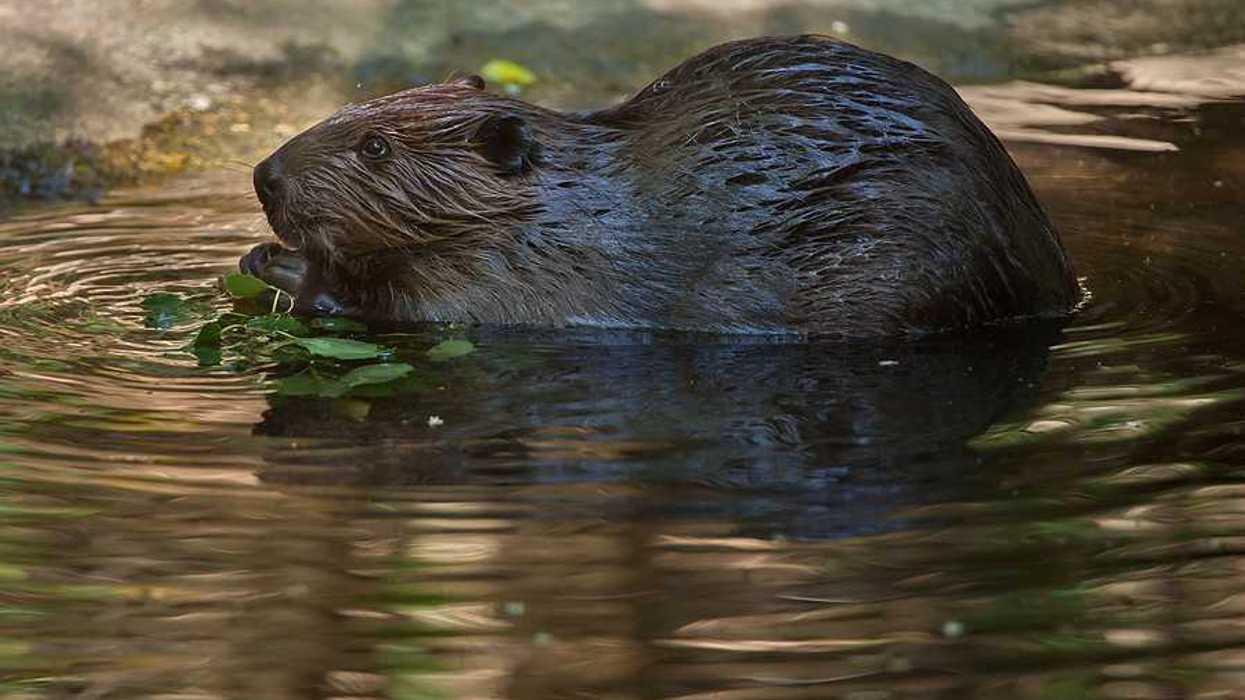 A beaver chewing on leaves in a water source