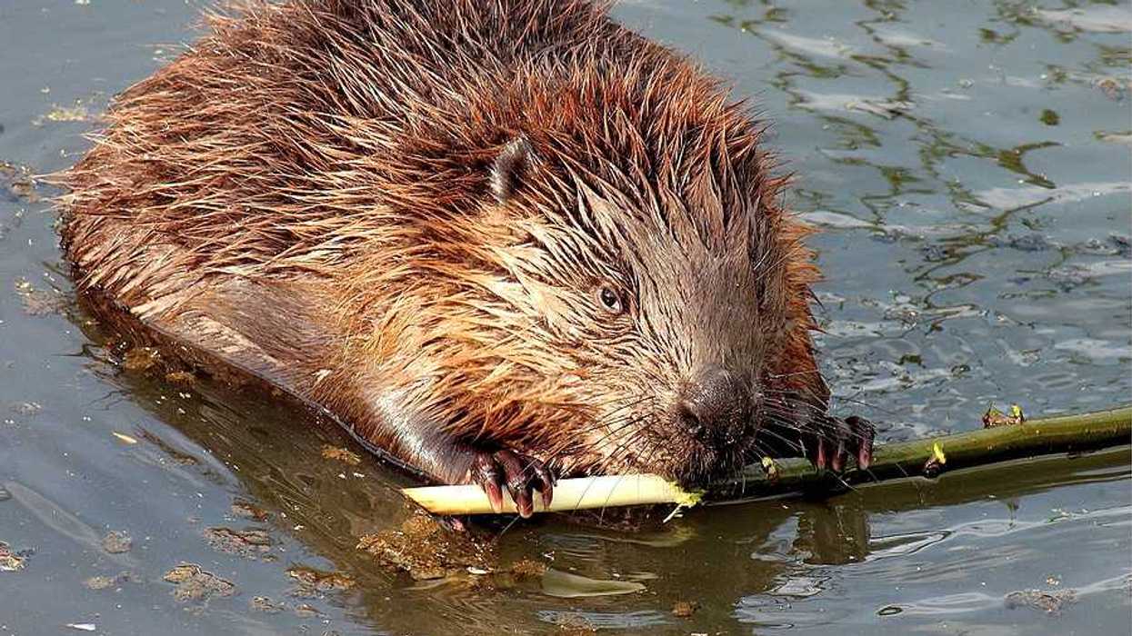 A beaver in the water chewing on a branch