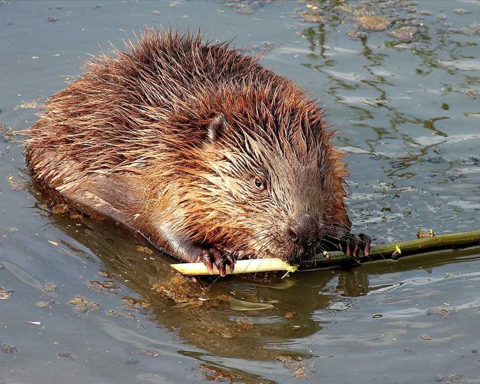 Groundbreaking climate change study says beavers have big impact