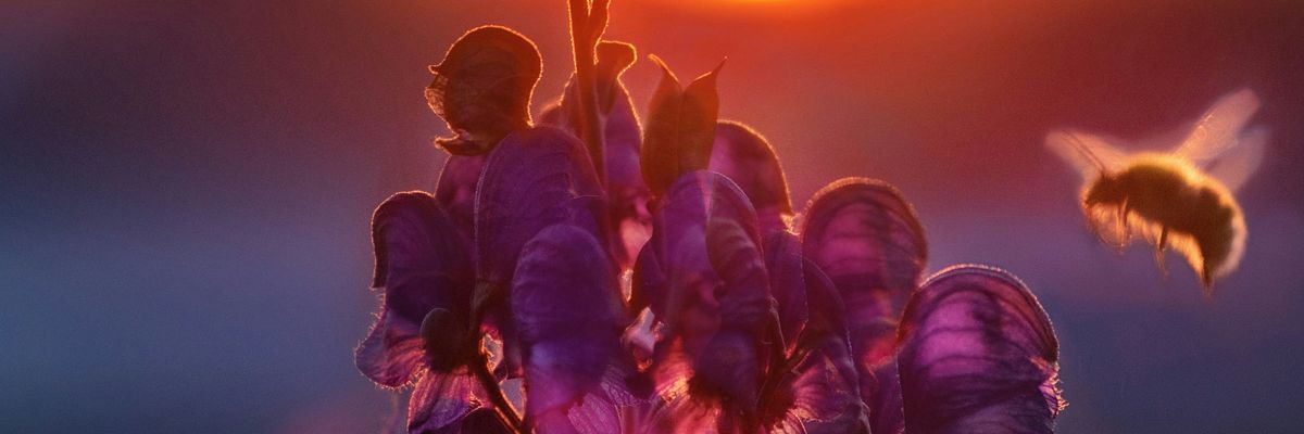 A bee approaches a bloom of purple flowers