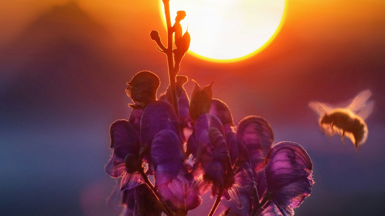 A bee approaches a bloom of purple flowers