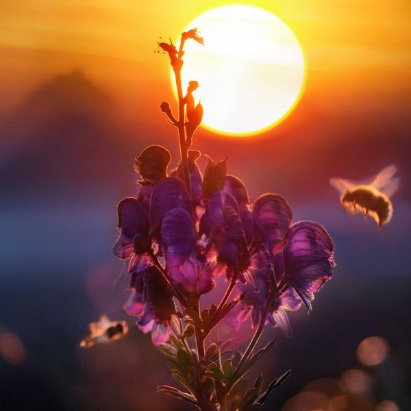 A bee approaches a bloom of purple flowers