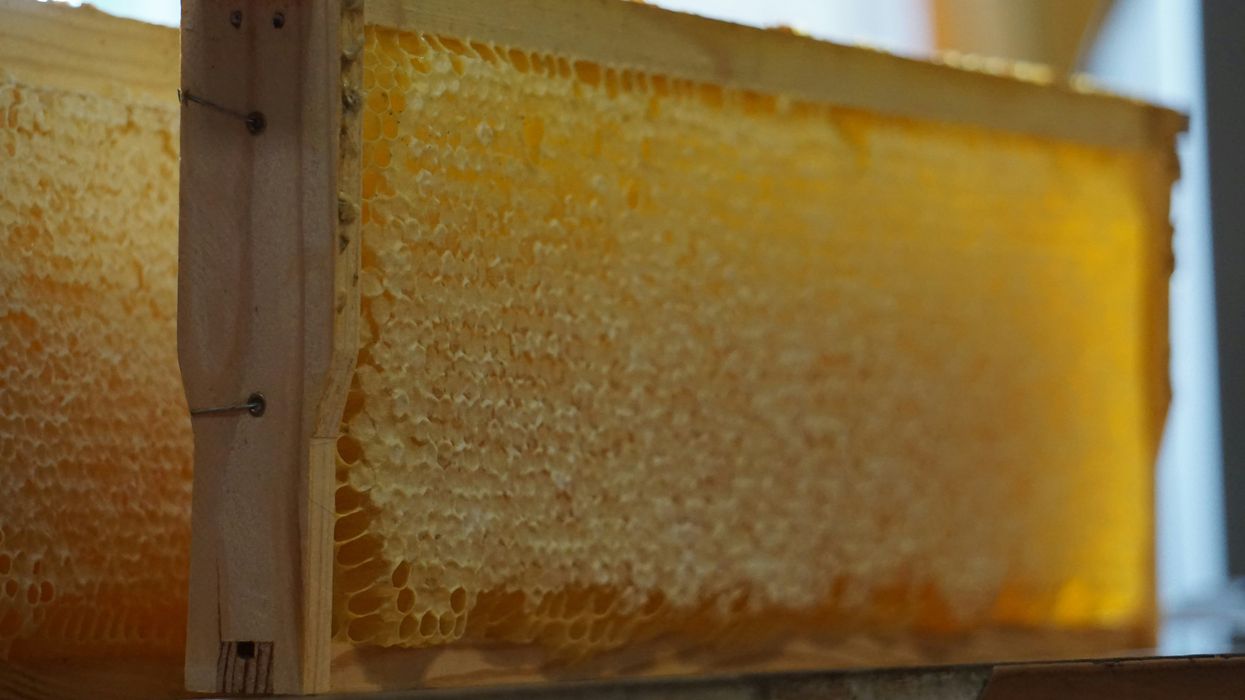 photo of Bees, once buzzing in honey-producing Basra, hit by Iraq's water crisis image