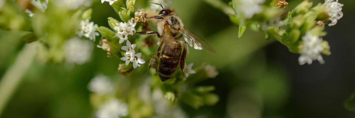 A bee lands on a cluster of white flowers
