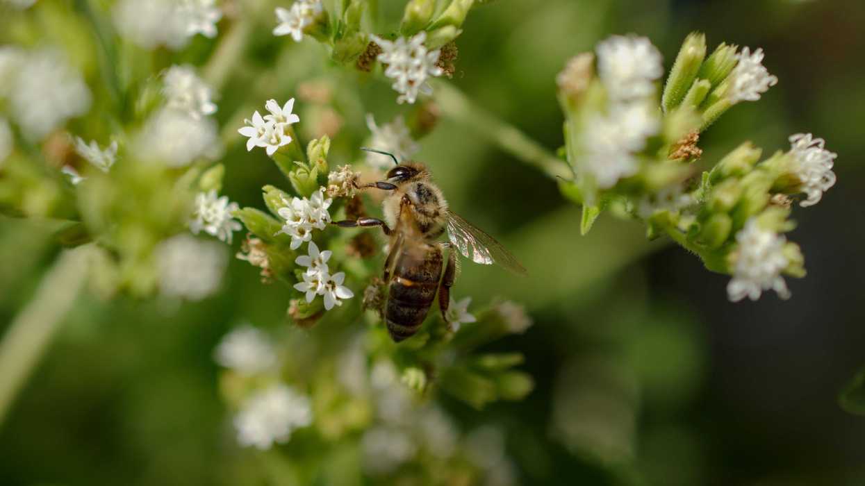 A bee lands on a cluster of white flowers