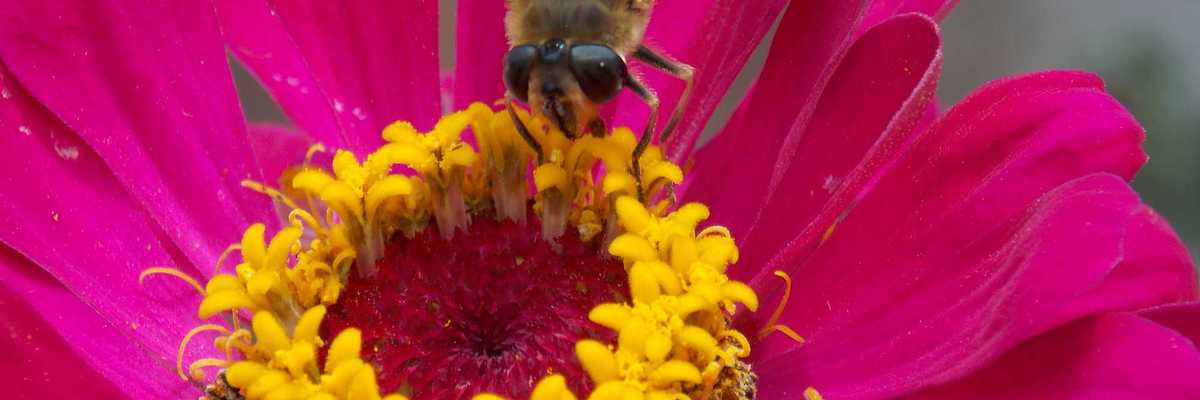 A bee pollinates a pink flower