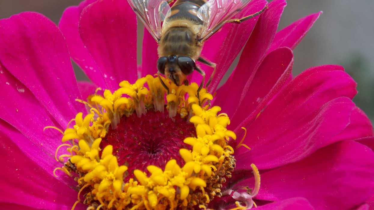 A bee pollinates a pink flower