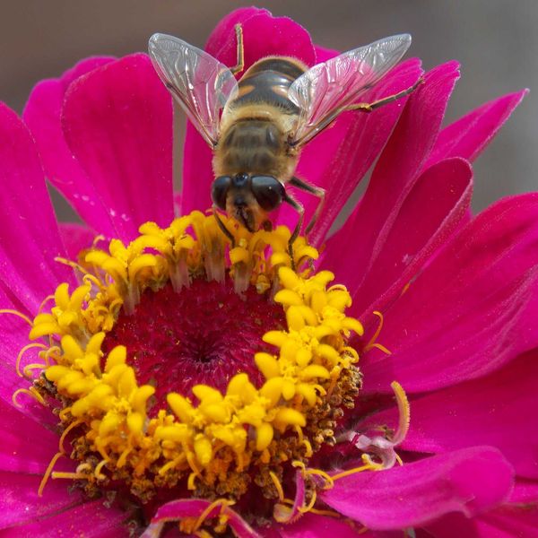 U.S. regulations fail to protect wildlife from cell tower and wireless radiation, science review finds