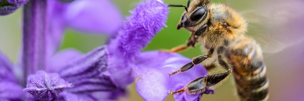 A bee rests on a purple flower
