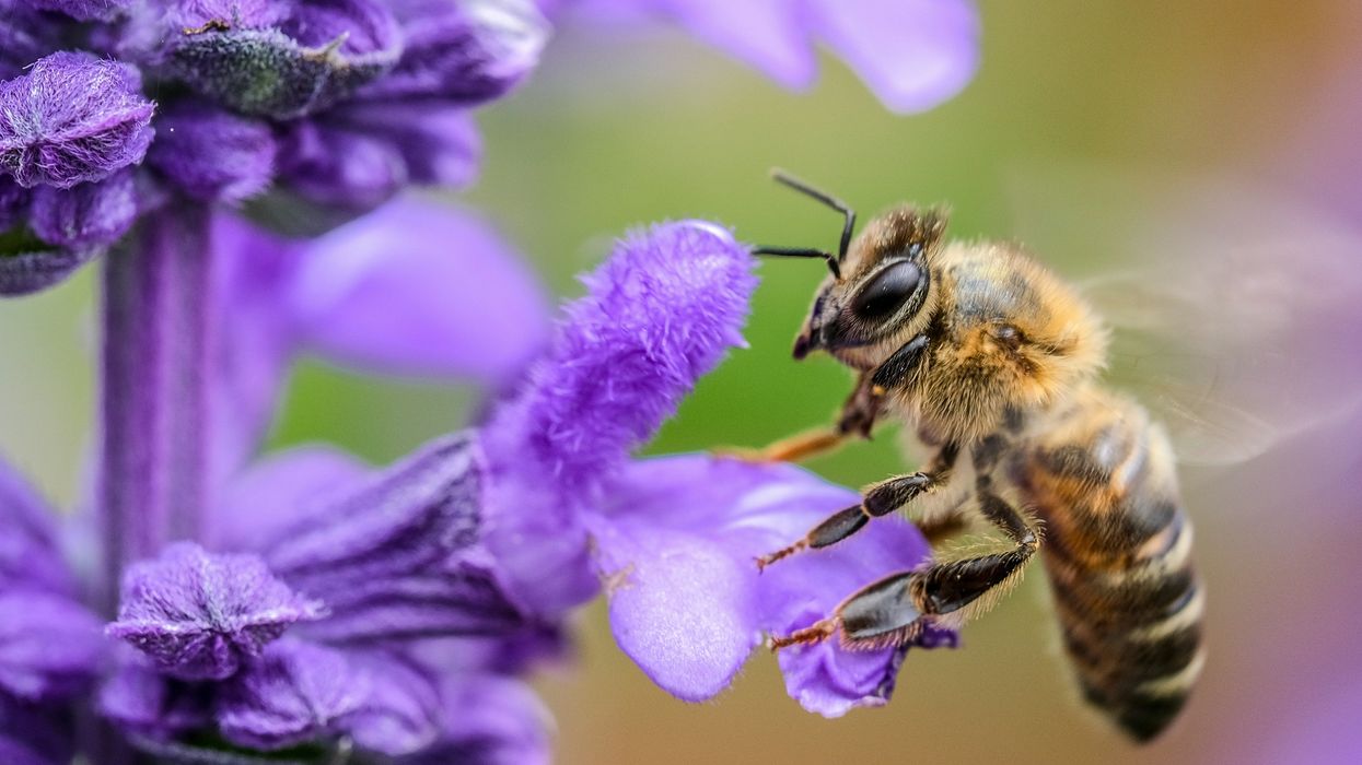 A bee rests on a purple flower