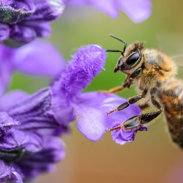 A bee rests on a purple flower