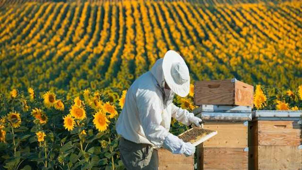 A beekeeper standing in front of a field of sunflowers with boxes of bees