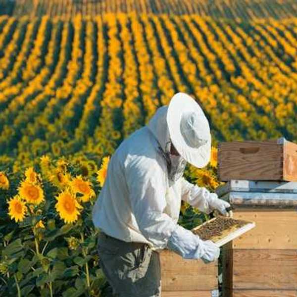 A beekeeper standing in front of a field of sunflowers with boxes of bees