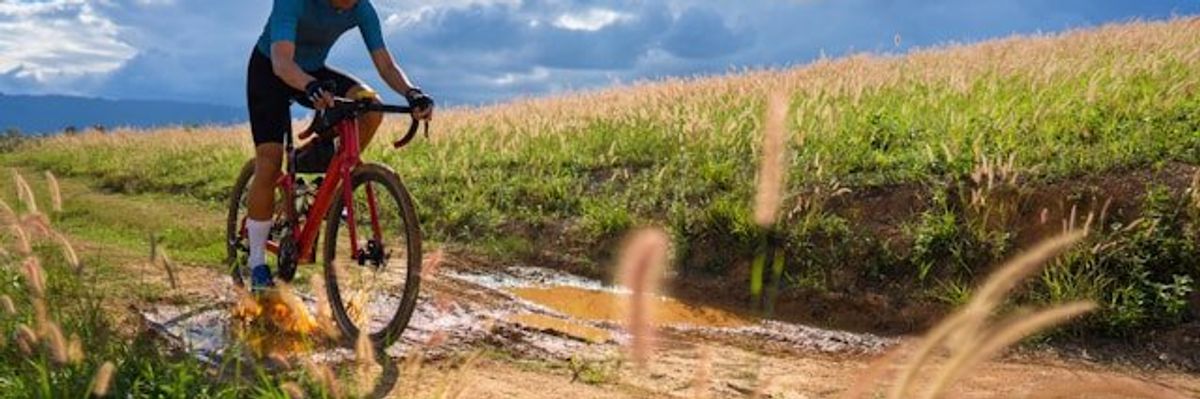 A bike rider on a dirt path between corn fields.