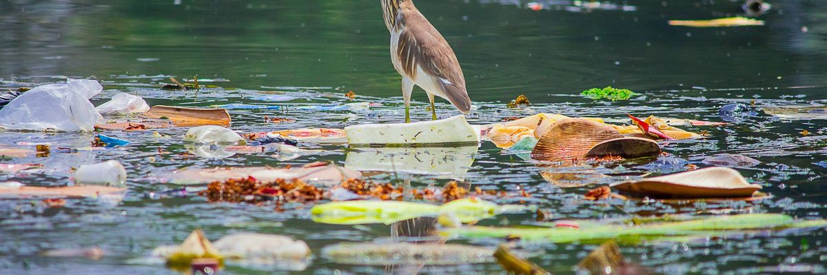 a bird surrounded by trash in the water