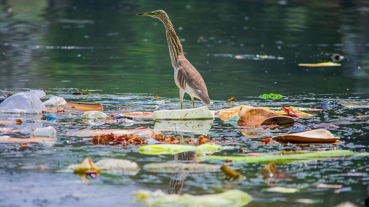 a bird surrounded by trash in the water