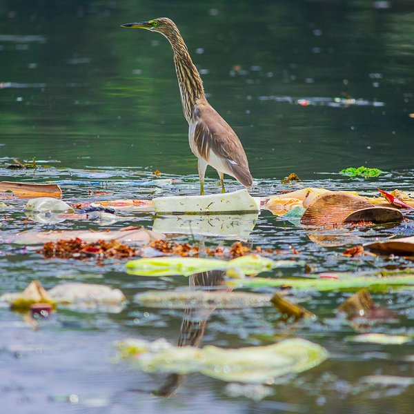 a bird surrounded by trash in the water