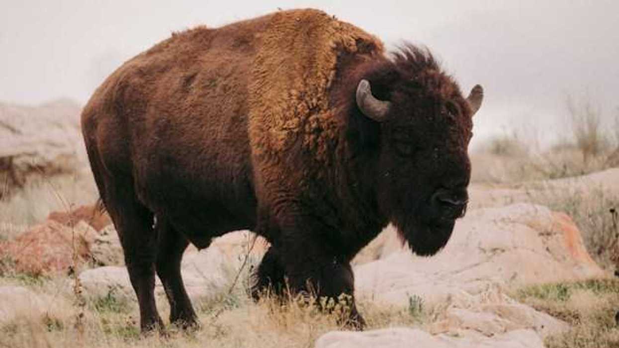 A bison standing in a field filled with grass and rocks
