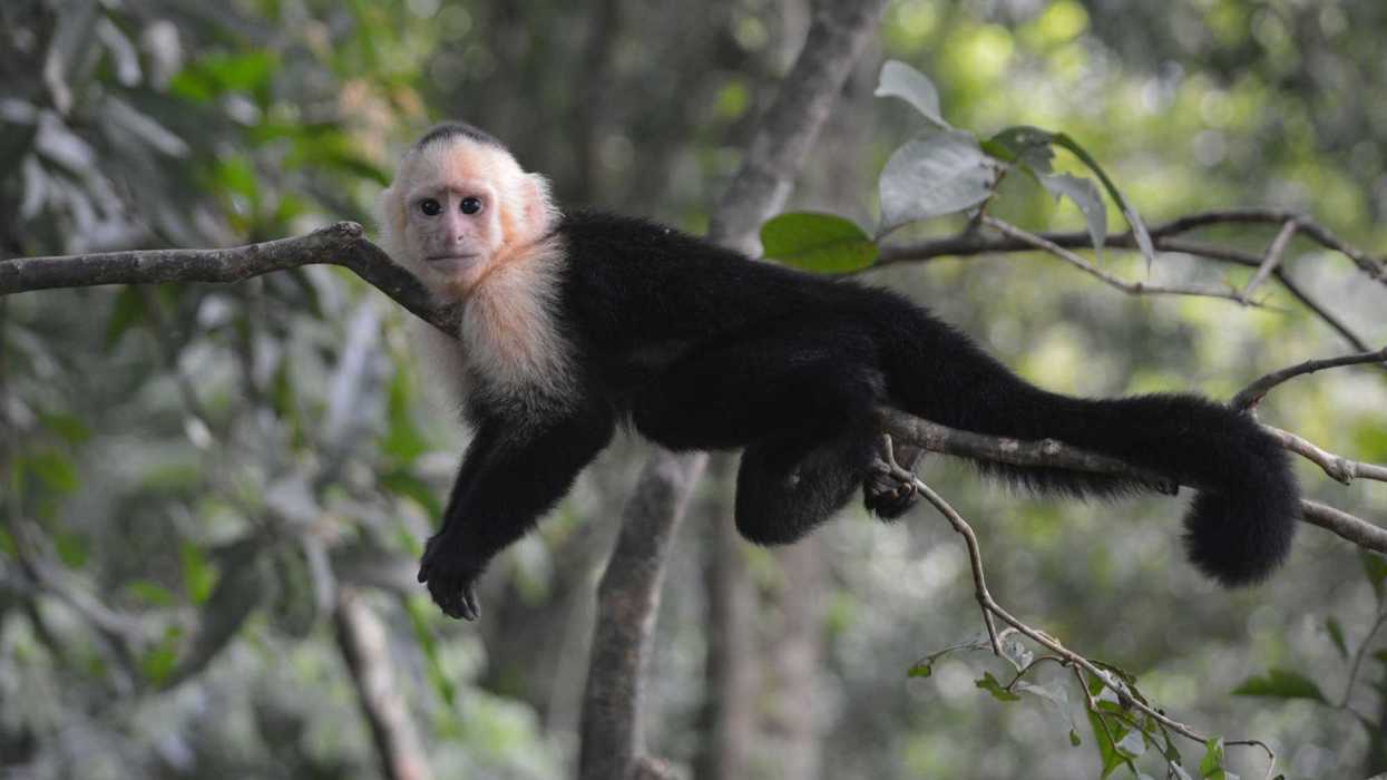 A black and white capuchin monkey clinging to a tree branch on his belly.