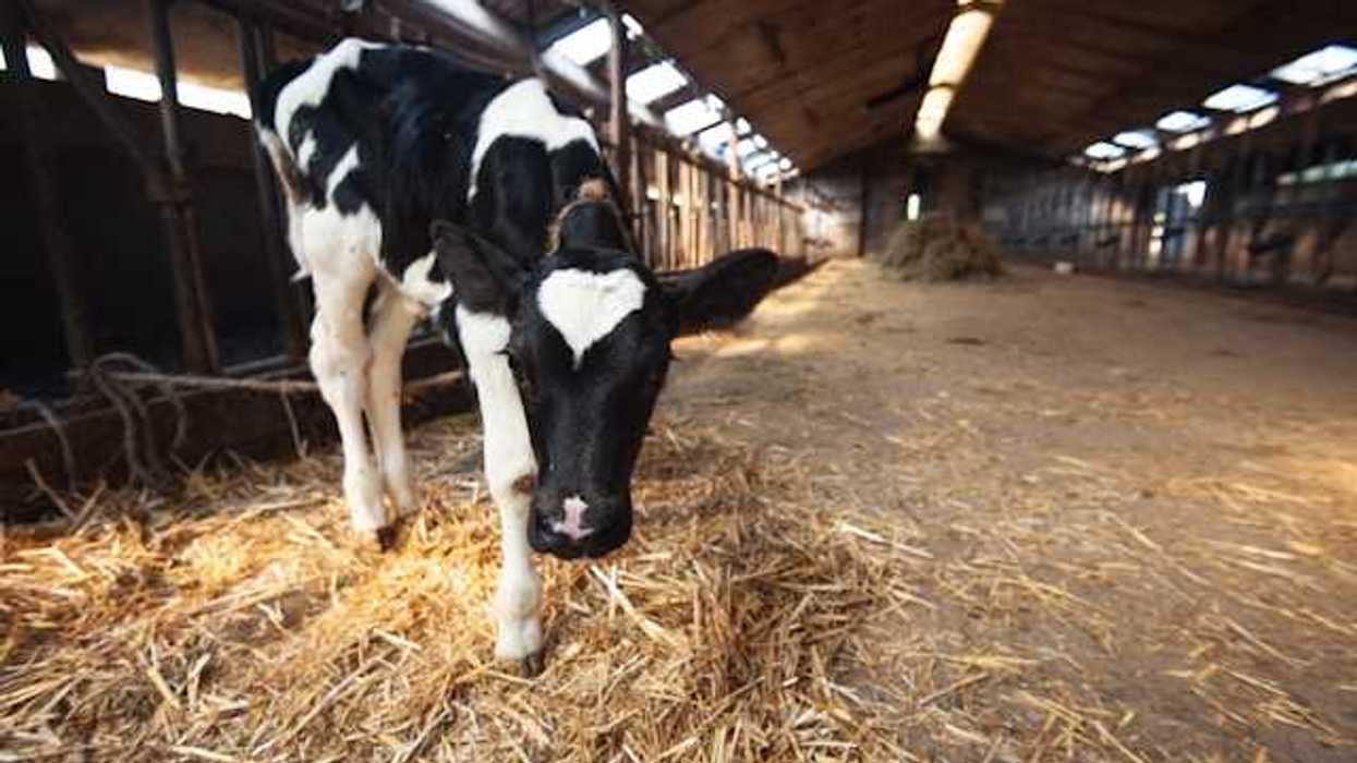 A black and white cow inside a barn