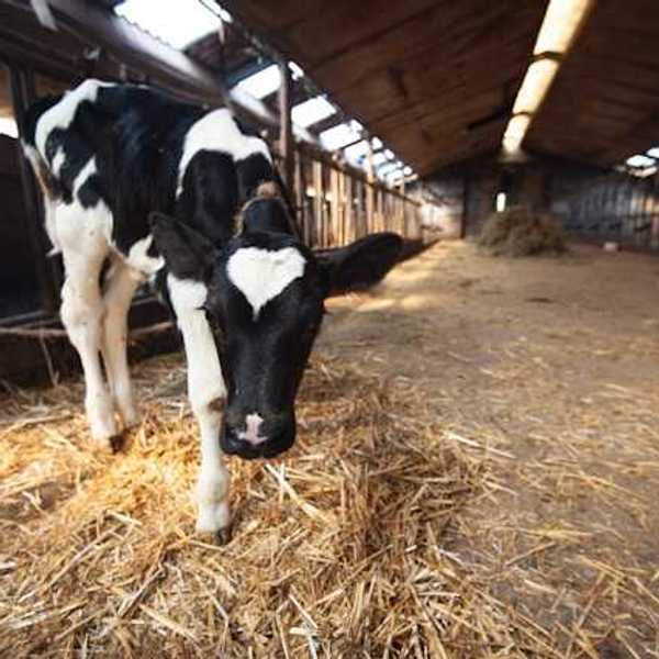 A black and white cow inside a barn
