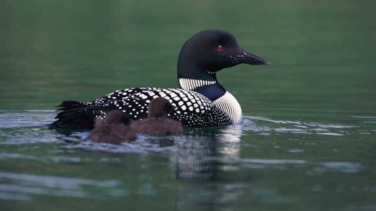 A black and white loon with two chicks floating in a lake