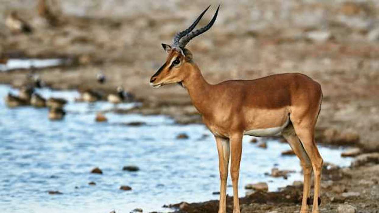 A black-faced impala at a watering hole