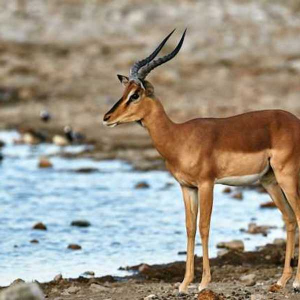 A black-faced impala at a watering hole