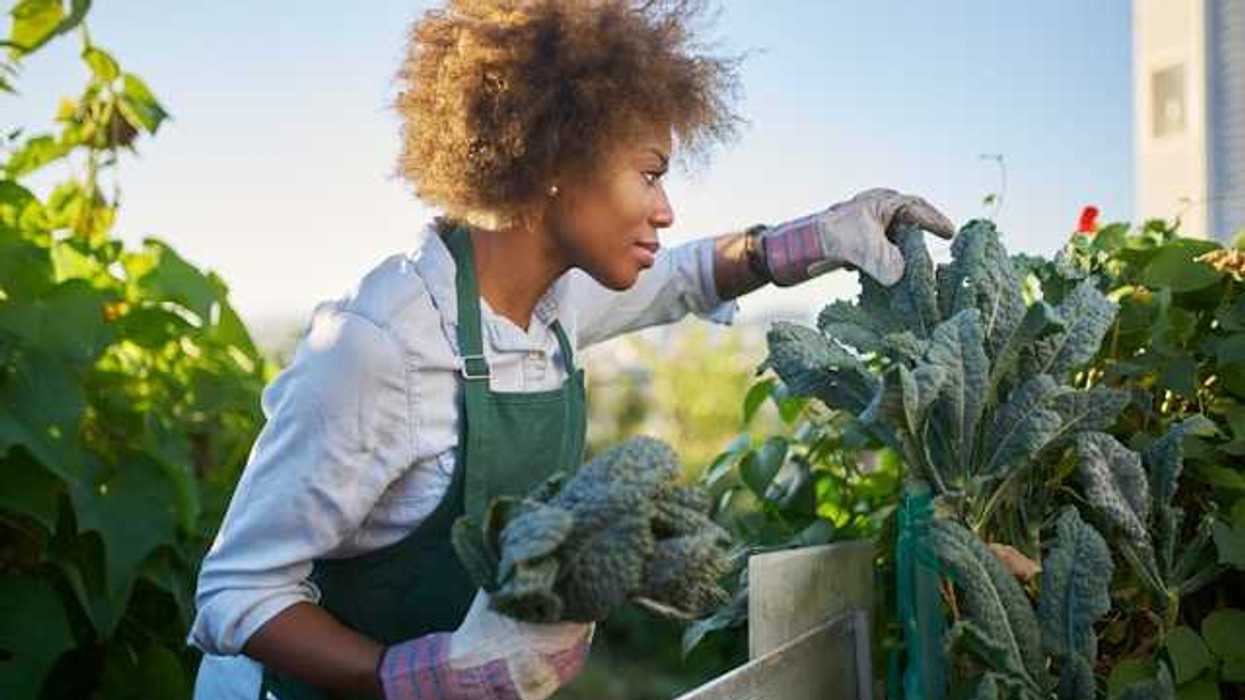 A Black woman harvesting kale in a garden